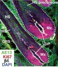 dermal papillae cells DP are favored by most hair cloning researchers for inducing precursor cells to produce new hair dermal papillae cells DP are favored by most hair cloning researchers for inducing precursor cells to produce new hair